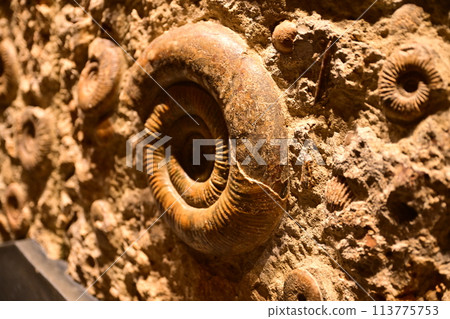 Kanagawa Prefectural Museum of Natural History in Iryuda Kanagawa Prefectural Museum of Natural History in Iryuda 113775753