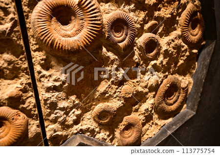 神奈川縣入生田生命之星地球博物館 神奈川縣入生田生命之星地球博物館 113775754