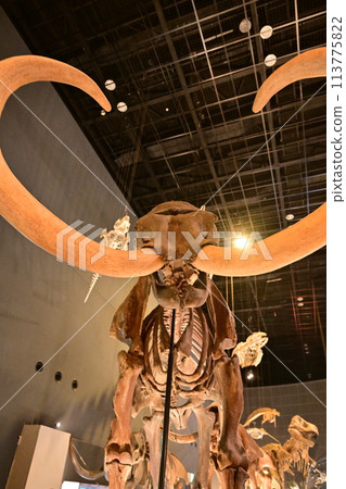 位於入龍田的神奈川縣生命星球與地球博物館 113775822