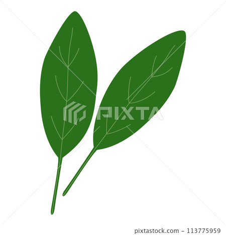 Fresh spinach leaves, healthy food icon, vector 113775959