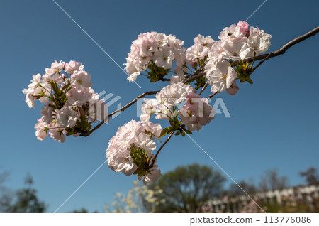 Spring flowers and plants in a botanic garden 113776086