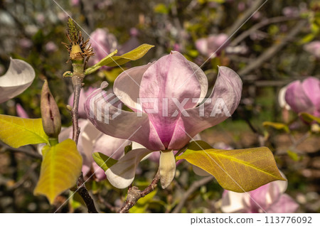 Spring flowers and plants in a botanic garden 113776092