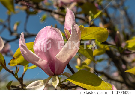 Spring flowers and plants in a botanic garden 113776093