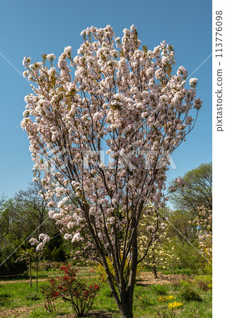 Spring flowers and plants in a botanic garden 113776098