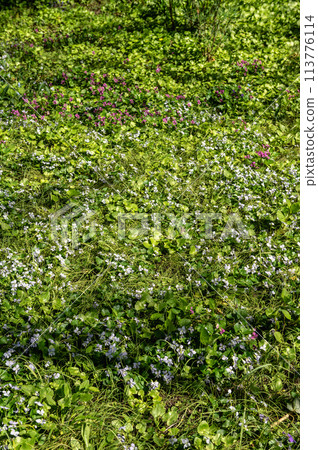 Spring flowers and plants in a botanic garden 113776114