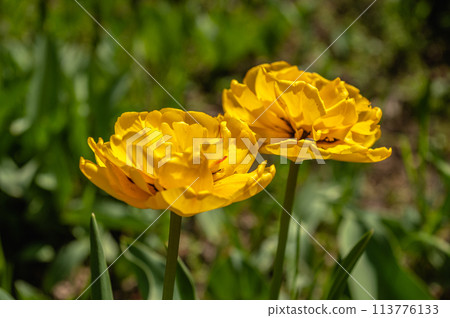 Spring flowers and plants in a botanic garden 113776133