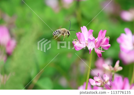 A bee sucking nectar from a milk vetch 113776135