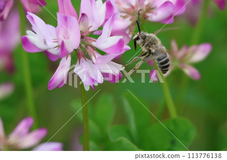 A bee sucking nectar from a milk vetch A bee sucking nectar from a milk vetch 113776138