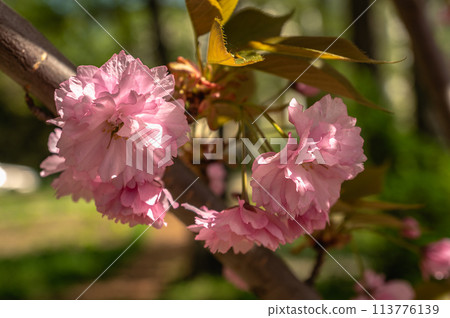 Spring flowers and plants in a botanic garden 113776139