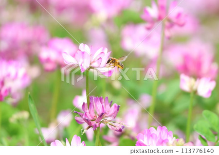 Bees are flying in the milk vetch field 113776140
