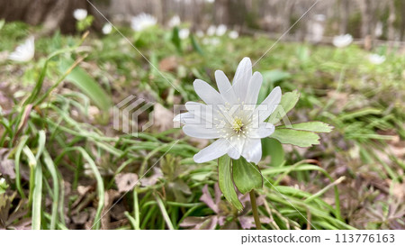 A park garden with blooming Azumaichige flowers 113776163