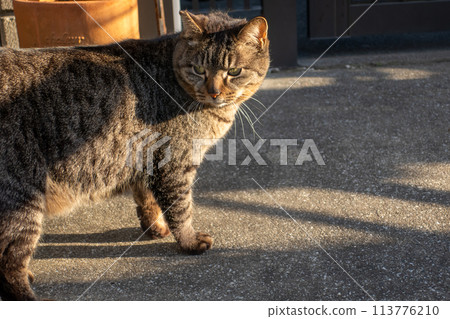 A brown tabby local cat 113776210