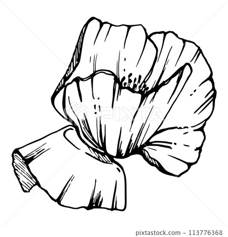 Vector set of elements with hand drawn peony poppy flowers. Isolated on white background. Botanical graphic illustration. Design for invitations, wedding, love or greeting cards, paper, print, textile 113776368
