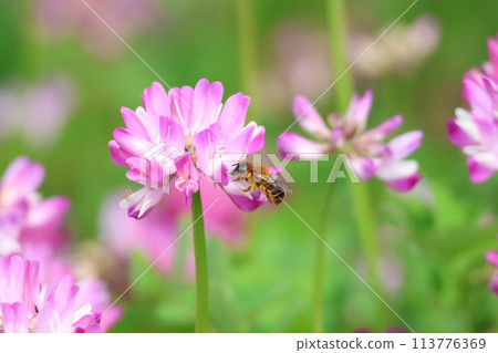 蜜蜂飲用黃耆花蜜 113776369