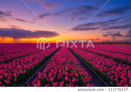 A field of tulips during sunset. Rows on the field. Landscape with flowers during sunset. 113776537