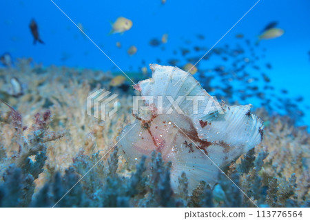 裸石魚在沖繩海的珊瑚礁中游泳 裸石魚在沖繩海的珊瑚礁中游泳 113776564