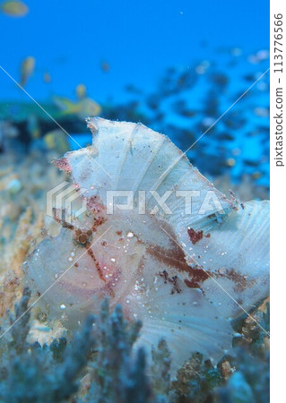 沖繩海珊瑚上的裸石魚 113776566