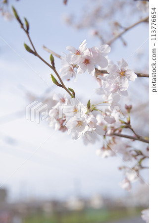 櫻花與花蕾垂直構圖 8 113776654