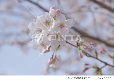 櫻花與花蕾水平構圖8 113776656