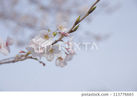 櫻花與花蕾水平構圖 12 櫻花與花蕾水平構圖 12 113776665