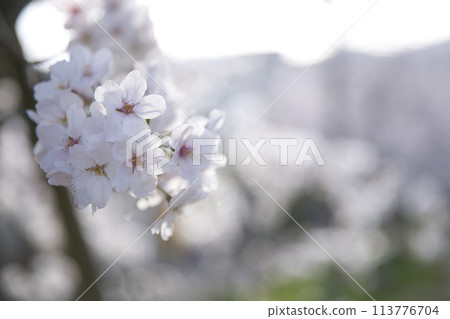 櫻花與花蕾水平構圖 27 櫻花與花蕾水平構圖 27 113776704