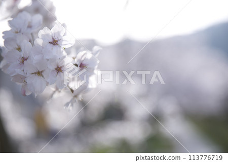 Cherry blossoms and buds horizontal composition 32 Cherry blossoms and buds horizontal composition 32 113776719