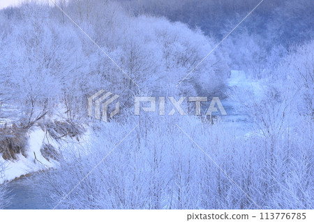 Trees covered with hoarfrost Trees covered with hoarfrost 113776785