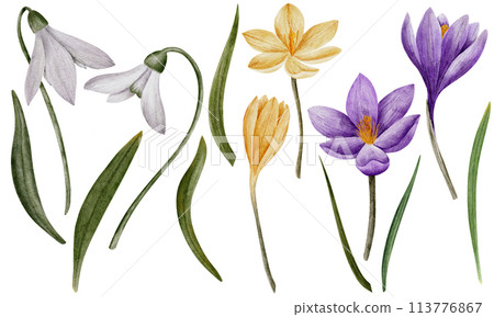 crocus and snowdrop flowers, watercolor art, isolated on white. Hand drawn botanical illustration. Elements for cards, logos, prints, wedding design 113776867