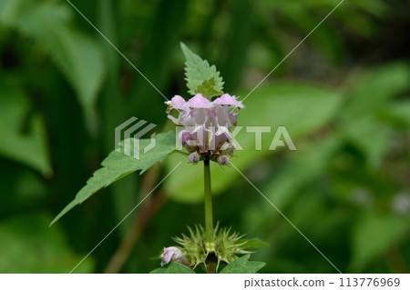Flower of Odorikosoto 113776969