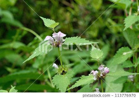 Odorikosoto之花 Odorikosoto之花 113776970