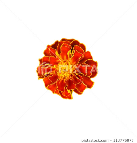 Close-up image of a marigold showcasing its intricate petal structure and vivid colors; suitable for botanical studies, gardening websites, or floral designs. 113776975