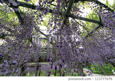 A landscape with wisteria's flowers A landscape with wisteria's flowers 113777076