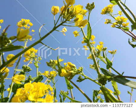The brilliance of rape blossoms -5 The brilliance of rape blossoms -5 113777127