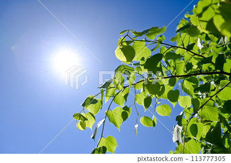 Fresh fresh green image material 113777305