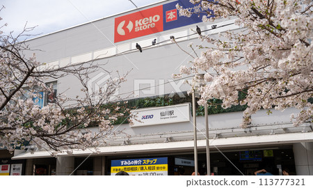Sakura in front of Sengawa station 113777321