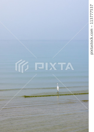 Heron cries out in morning fog over Lake Garda calm waters Heron cries out in morning fog over Lake Garda calm waters 113777537