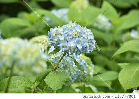 三千院,雨後淡藍色的繡球花 三千院,雨後淡藍色的繡球花 113777801