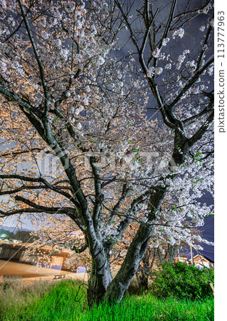 Cherry blossoms at night 113777963