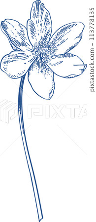Anemone. Vintage floral illustration. Linear art. Blue. Anemone. Vintage floral illustration. Linear art. Blue. 113778135