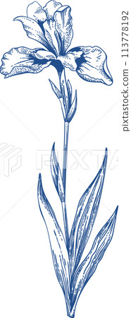 Blooming poppy. Spring hand drawn illustration. Engraving style. Blue. Blooming poppy. Spring hand drawn illustration. Engraving style. Blue. 113778192