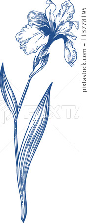 Iris. Blue monochromatic pattern. Garden plants. Vintage hand drawn illustration. Linear art. 113778195