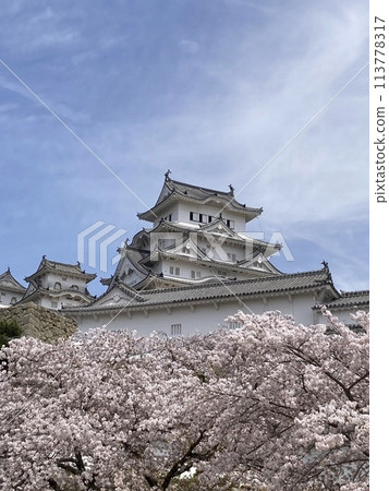 Cherry blossoms and Himeji Castle shining against the blue spring sky Cherry blossoms and Himeji Castle shining against the blue spring sky 113778317