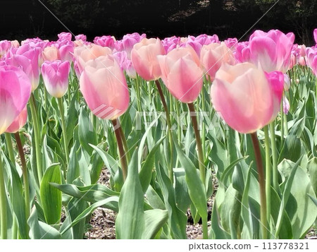 可愛的粉紅色鬱金香 113778321