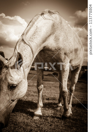White wild horse on meadow idyllic field White wild horse on meadow idyllic field 113778804