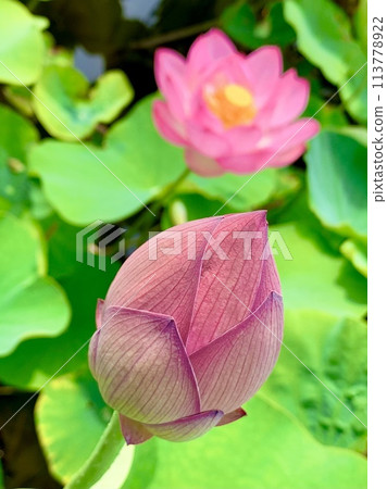 Lotus flowers (buds and blooming) (Iga Hachiman Shrine/Okazaki City, Aichi Prefecture) 113778922