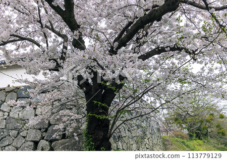 Maizuru公園的櫻花 113779129