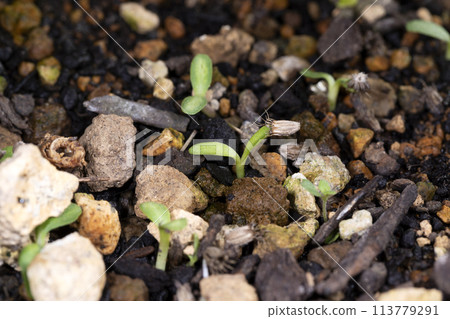 索納雷鬆的發芽 索納雷鬆的發芽 113779291