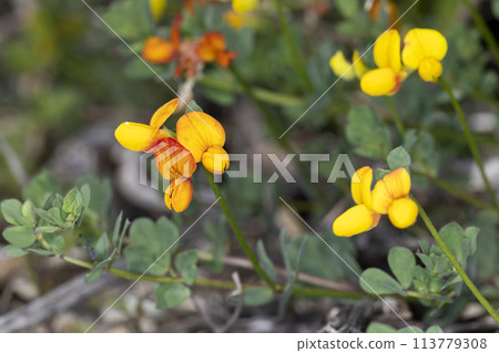 Western japonicus 113779308