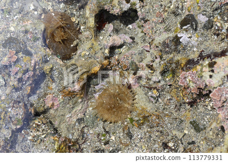 sea anemone 113779331