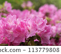Azalea 113779808